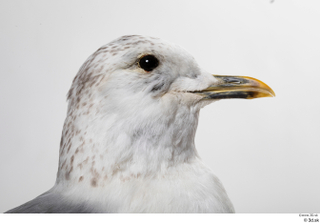 Common gull Larus Canus head 0001.jpg